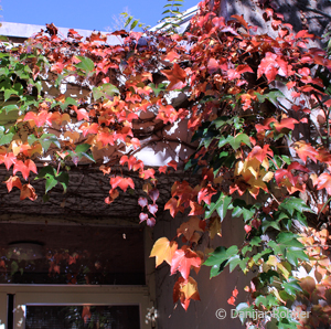 Parthenocissus tricuspidata'Veitchi echte'