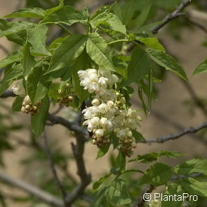 Staphylea pinnata