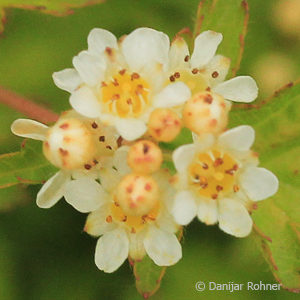 Stephanandra incisa'Crispa'