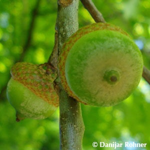 Quercus rubra