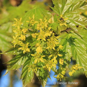 Acer platanoides