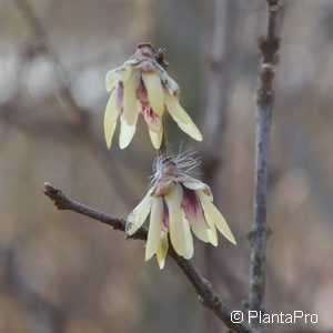 Chimonanthus praecox