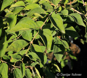 Syringa microphylla'Superba'