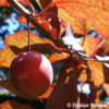 Prunus cerasifera'Woodii'