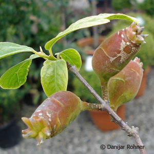 Chimonanthus praecox