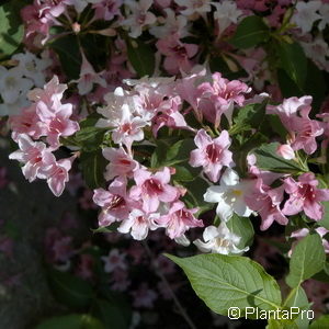 Weigela florida'Variegata'