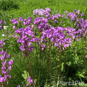 Dodecatheon meadia