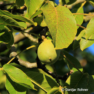 Juglans regia'Franquette'