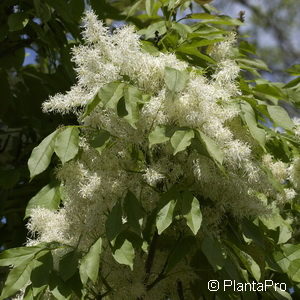 Fraxinus ornus'Arie Peters'