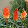 Kniphofia'Alcazar'