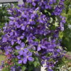 Clematis'Jackmanii Superba' violettbla