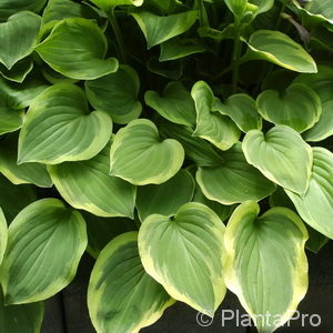 Hosta'Golden Tiara'