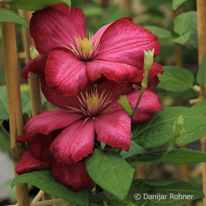 Clematis'Ville de Lyon'