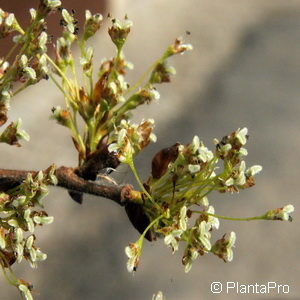 Ulmus glabra