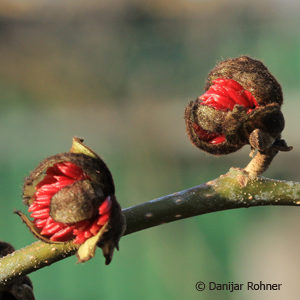 Parrotia persica