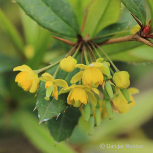 Berberis julianae