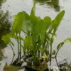 Sagittaria sagittifolia