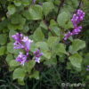 Syringa patula
