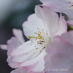 Prunus'Accolade'