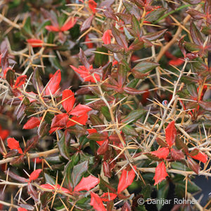 Berberis frikartii (x)'Telstar'