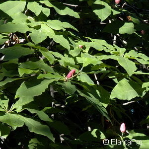 Magnolia tripetala