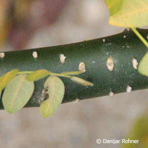 Sophora japonica