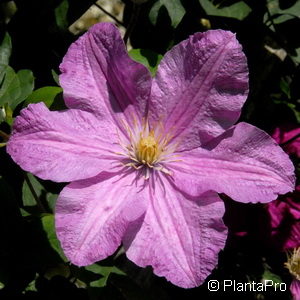 Clematis'Comtesse de Bouchaud'