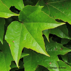 Parthenocissus tricuspidata'Veitchi echte'