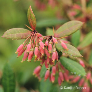 Berberis julianae