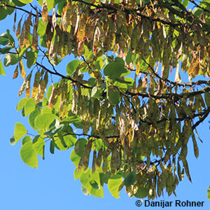 Cercis siliquastrum