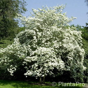 Cornus florida