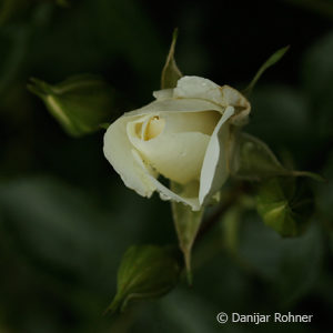 Bodendeckerrose'Schneeflocke'