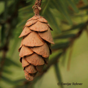 Tsuga canadensis