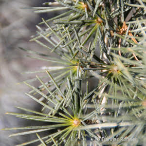 Cedrus deodara'Pendula'