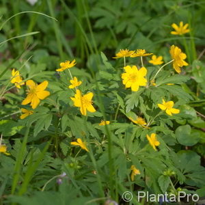 Anemone ranunculoides