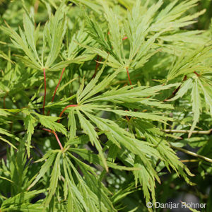 Acer palmatum'Dissectum'