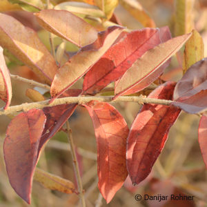 Ligustrum obtusifoliumvar. regelianum