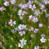 Petrorhagia saxifraga