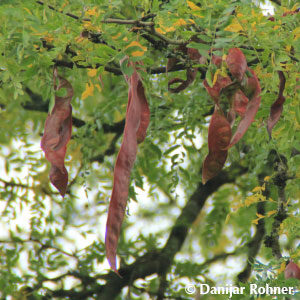 Gleditsia triacanthos