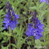 Veronica austriacassp. teucrium