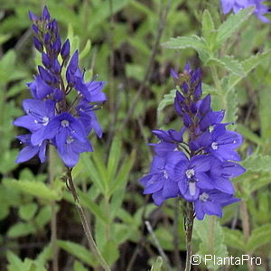 Veronica austriacassp. teucrium