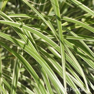 Miscanthus sinensis'Variegatus'