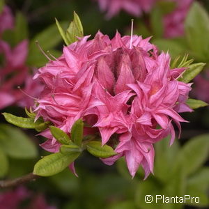 Rhododendron (Knaphill-Exbury Azalee)'Homebush'