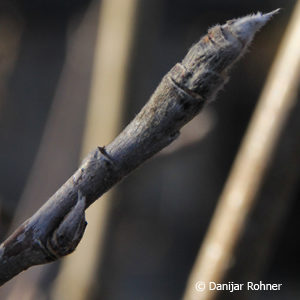 Sorbus aucuparia