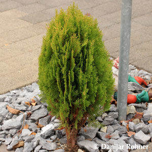 Thuja orientalis'Aurea Nana'