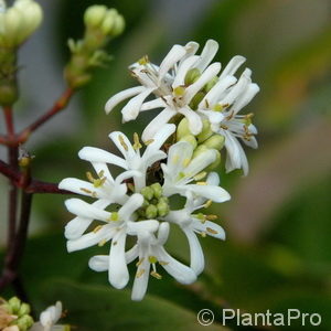 Heptacodium miconioides