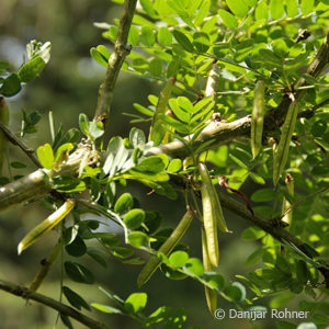 Caragana arborescens