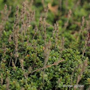 Thymus praecox'Purple Beauty'