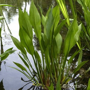 Alisma plantago-aquatica