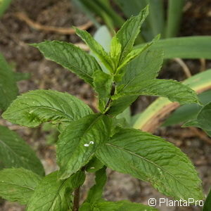 Mentha piperita (x)